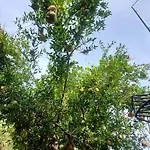 Relax Роскошный шатер Гирокастра