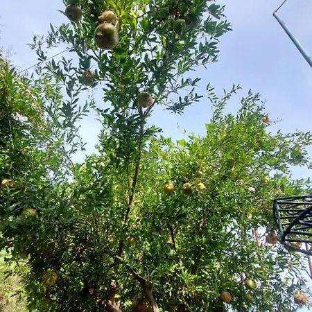 Relax Luksusowy namiot Gjirokastra