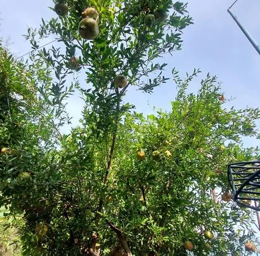 Relax Lüks kamp alanı Gjirokastër