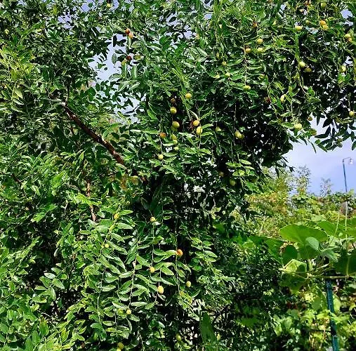 Relax Lüks kamp alanı *